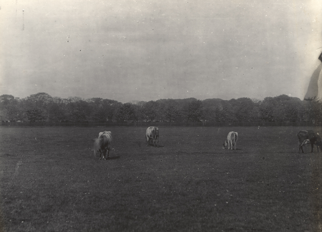 Town Moor, Spital Tongues 